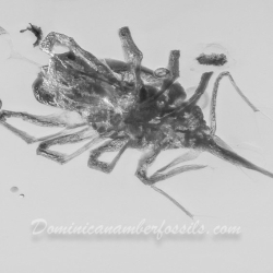 V2055 Arachnida Acarina Bdellidae   Snout Mite 4