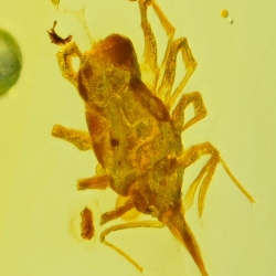 V2055 Arachnida Acarina Bdellidae   Snout Mite 5