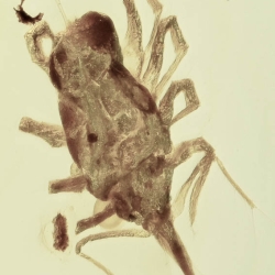 V2055 Arachnida Acarina Bdellidae   Snout Mite 6