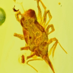 V2055 Arachnida Acarina Bdellidae   Snout Mite 7