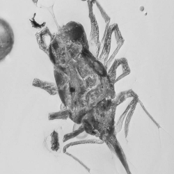 V2055 Arachnida Acarina Bdellidae   Snout Mite 8