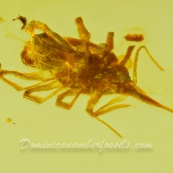 V2055 Arachnida Acarina Bdellidae   Snout Mite