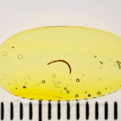 V2056 Larva Fossil Inclusion On Dominican Amber 12