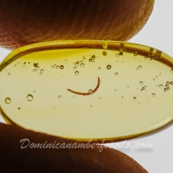 V2056 Larva Fossil Inclusion On Dominican Amber 9