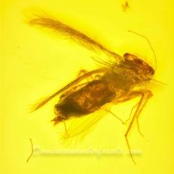 V2057 Psocoptera 2