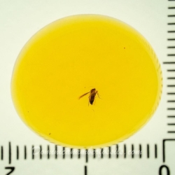 V2057 Psocoptera 7