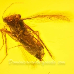 V2057 Psocoptera