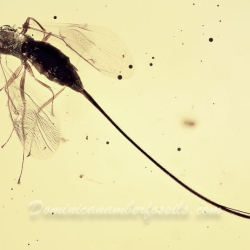 V2058 Hymenoptera Chalcidoidea Torymidae   Torymid Wasp 3