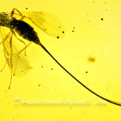 V2058 Hymenoptera Chalcidoidea Torymidae   Torymid Wasp