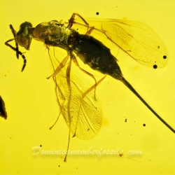 V2058 Hymenoptera Chalcidoidea Torymidae   Torymid Wasp 4