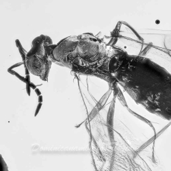 V2058 Hymenoptera Chalcidoidea Torymidae   Torymid Wasp 5