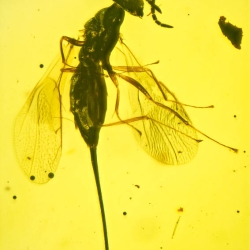 V2058 Hymenoptera Chalcidoidea Torymidae   Torymid Wasp 7