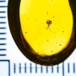 V2063 Spider Fossil Inclusion In Dominican Amber 10