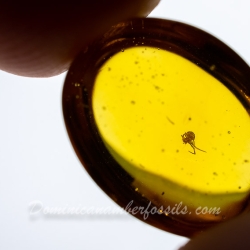 V2063 Spider Fossil Inclusion In Dominican Amber 12