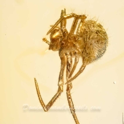 V2063 Spider Fossil Inclusion In Dominican Amber 6