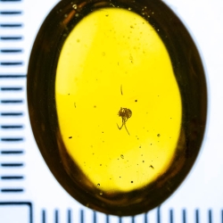 V2063 Spider Fossil Inclusion In Dominican Amber 9