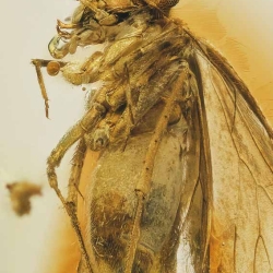 V2065 Psocoptera 2