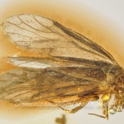 V2065 Psocoptera 4