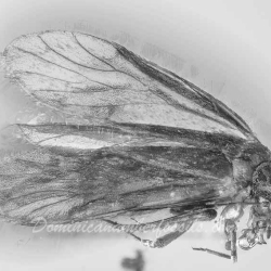 V2065 Psocoptera 5