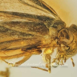 V2065 Psocoptera 6