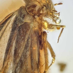 V2065 Psocoptera 7