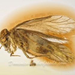 V2065 Psocoptera