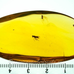 V2071 Psocoptera 12