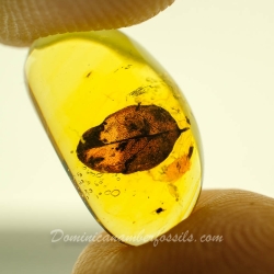 V2075 Leaf Fossil Inclusion In Dominican Amber 10