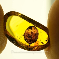 V2075 Leaf Fossil Inclusion In Dominican Amber 11