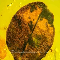 V2075 Leaf Fossil Inclusion In Dominican Amber 2