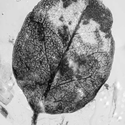 V2075 Leaf Fossil Inclusion In Dominican Amber 3