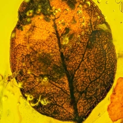 V2075 Leaf Fossil Inclusion In Dominican Amber 4