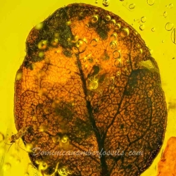 V2075 Leaf Fossil Inclusion In Dominican Amber 5