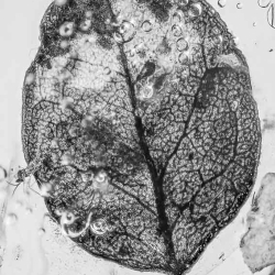 V2075 Leaf Fossil Inclusion In Dominican Amber 6