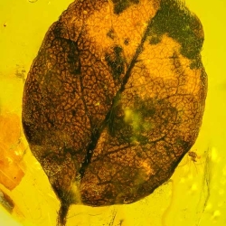 V2075 Leaf Fossil Inclusion In Dominican Amber