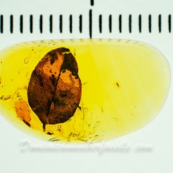 V2075 Leaf Fossil Inclusion In Dominican Amber 7