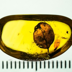 V2075 Leaf Fossil Inclusion In Dominican Amber 8