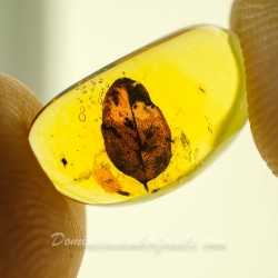 V2075 Leaf Fossil Inclusion In Dominican Amber 9