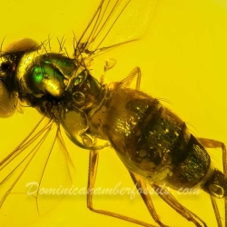 V2076 Green Fly 4