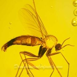 V2080 Diptera 3