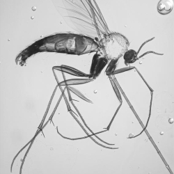 V2080 Diptera 4