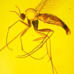 V2080 Diptera 5