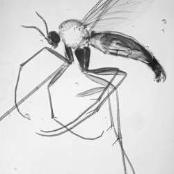 V2080 Diptera 8