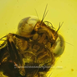 V2081 Diptera Drosophilidae   Drosophilid Fly 5