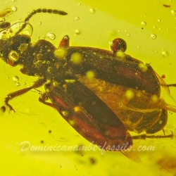 V2083 Coleoptera Carabidae 2