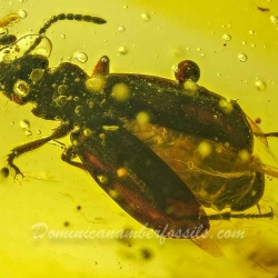 V2083 Coleoptera Carabidae