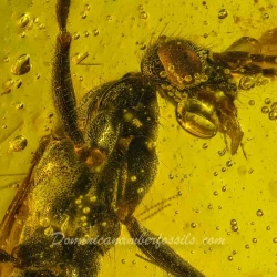 V2084 Hymenoptera Pompilidae Spider Wasp 5