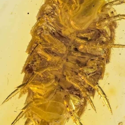 V2086 Isopoda 9