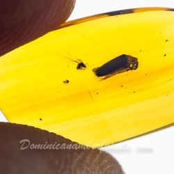 V2087 Coleoptera Lampyridae Fossil In Dominican Amber 10