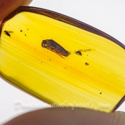 V2087 Coleoptera Lampyridae Fossil In Dominican Amber 11